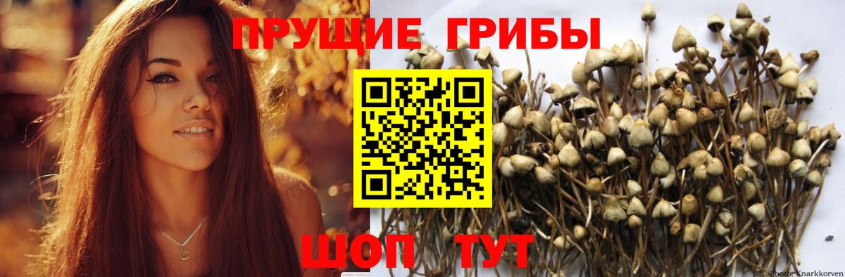 Псилоцибиновые грибы мицелий Бийск